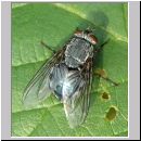 Calliphora vicina - Schmeissfliege 06.jpg